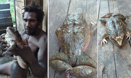 Абориген нашел гигантскую лягушку и в деревне решили ее съесть