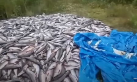 Тонны лосося вновь выкидывают на Камчатке