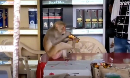 Пристрастилась к алкоголю: обезьяна забралась в винный магазин и напилась