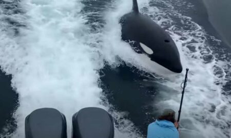 Видео: косатки поиграв с дельфином, убили его и разделили добычу