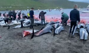На Фарерских островах убили более 1500 дельфинов во время охоты