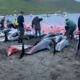 На Фарерских островах убили более 1500 дельфинов во время охоты