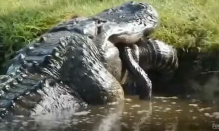 Дикие законы природы: голодный аллигатор-каннибал съел сородича