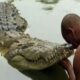 Крокодил 70 лет прожил в пруду при храме и стал вегетарианцем