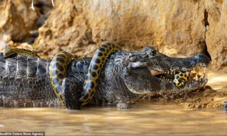 Фотограф из США снял жестокую схватку аллигатора с гигантской анакондой