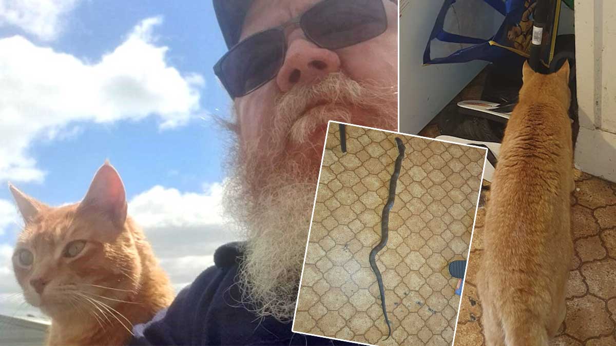 Кот спас хозяина от спрятавшейся в сумках с покупками ядовитой змеи