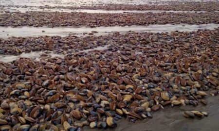 Берег в Магадане оказался усыпан морскими деликатесами после шторма
