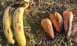 Ученые: ложный банан может стать средством спасения человечества от голода