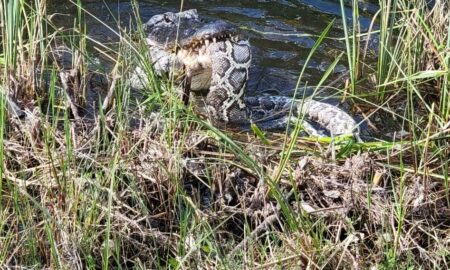 Необычный факт: во Флориде аллигатор убил и съел огромного тигрового питона