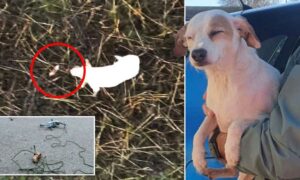Заблудившегося в болоте пса спасли при помощи беспилотника с сосисками
