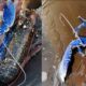Британец поймал редчайшего синего омара, сфотографировал его и выпустил