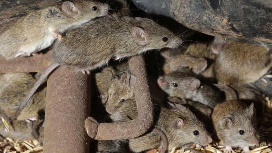 Семейство мышей