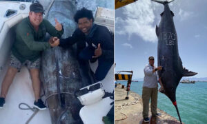 Рыболовы поймали гигантского марлина весом 621 килограмм