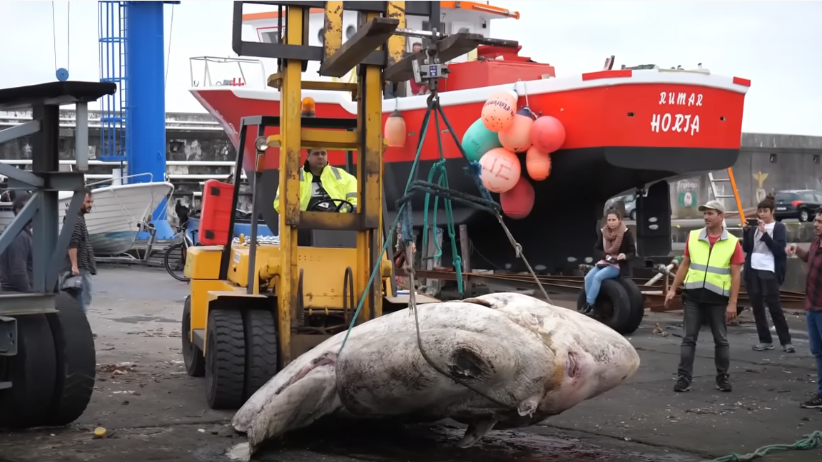 Найдена самая тяжелая костная рыба в мире