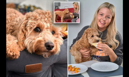 В Великобритании хозяйка разрешила своей собаке есть за столом
