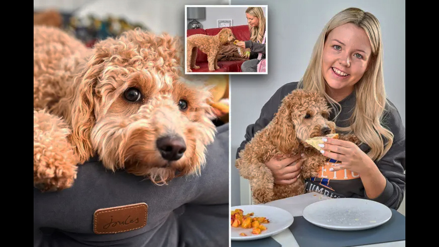 В Великобритании хозяйка разрешила своей собаке есть за столом