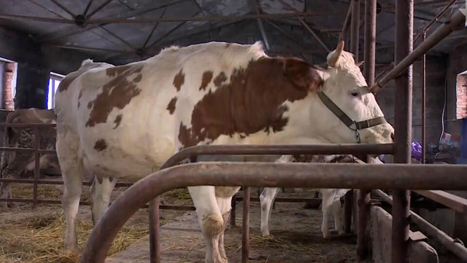 Клонированная российская корова впервые принесла потомство