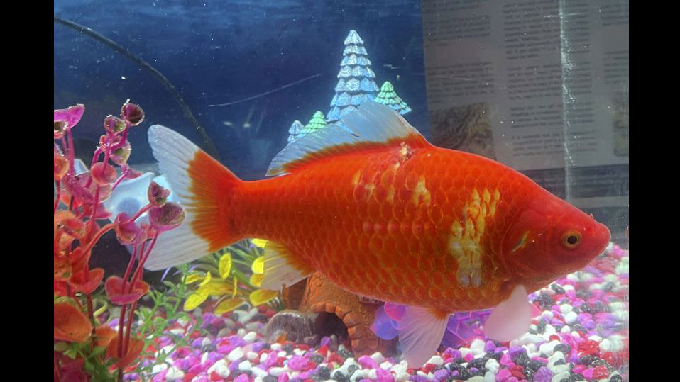 «Слишком большая»: золотая рыбка спаслась от голодной чайки благодаря размерам