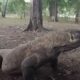 Видео: комодский варан целиком проглотил тушу дикого кабана