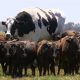 От самого большого быка в Австралии отказались мясокомбинаты. Он будет жить