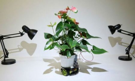 Растение-киборга научили передвигаться к источнику света