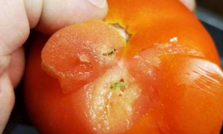 Заражённые молью марокканские томаты задержаны в Петербурге