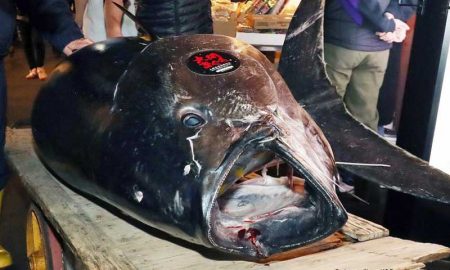 На аукционе в Токио продан тунец почти за $3,1 млн