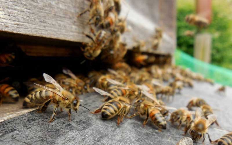 Пчелы, пасека, пчеловодство