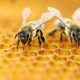Пчелы, пчеловодство, пчелиный мед