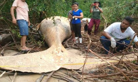 В Бразилии посреди леса нашли огромного мёртвого кита