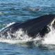 У побережья ЮАР кит едва не проглотил дайвера