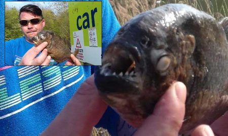 В Англии в городском озере обнаружили пиранью