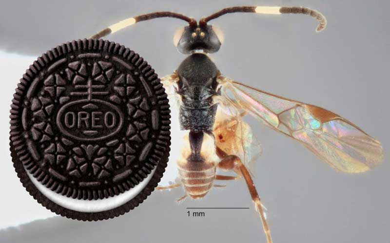 Одну из новых видов австралийских ос назвали в честь печенья Oreo