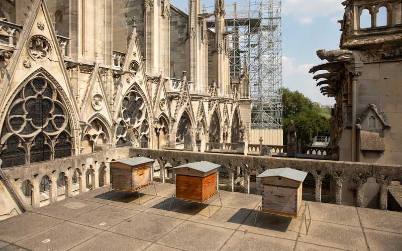 Во Франции озаботились судьбой пчел из Нотр-Дама