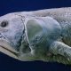 Ученые впервые смоделировали скелет самой древней в мире рыбы