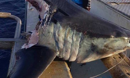 В Австралии рыбак выловил 100-килограммовую голову акулы