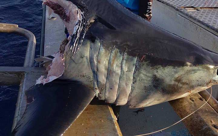 В Австралии рыбак выловил 100-килограммовую голову акулы