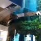 В московском ТЦ «Океания» треснул гигантский аквариум