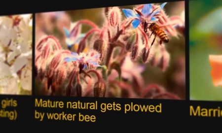 Крупнейший порносайт решил помочь пчелам