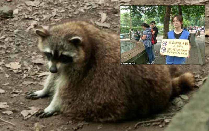 Посетители китайского зоопарка довели енотов до ожирения