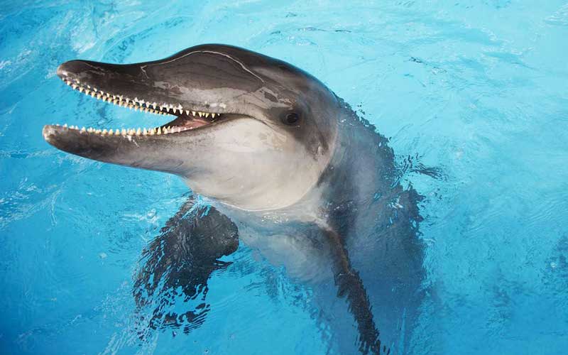 Редкий дельфин наелся пластика и выбросился на берег