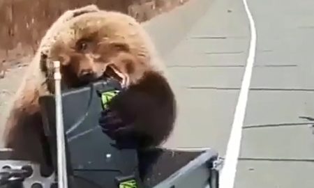 На Камчатке медведь стащил из автомобиля ящик с провизией