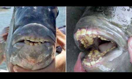 В США на пляже обнаружили рыбу с «человеческими зубами»