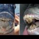В США на пляже обнаружили рыбу с «человеческими зубами»