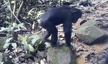 Антропологи впервые застали шимпанзе за ловлей крабов