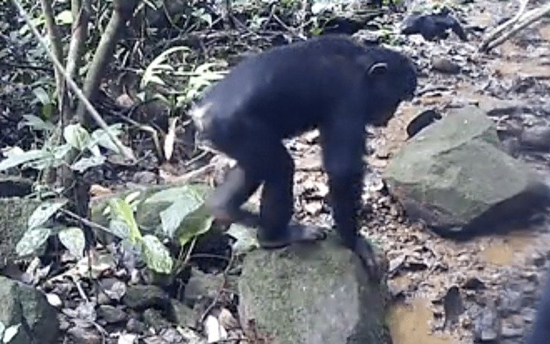 Антропологи впервые застали шимпанзе за ловлей крабов