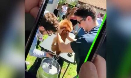 Попытка насильно напоить собаку пивом разгневала пользователей сети