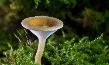 В Канаде обнаружили грибы возрастом около 1 миллиарда лет