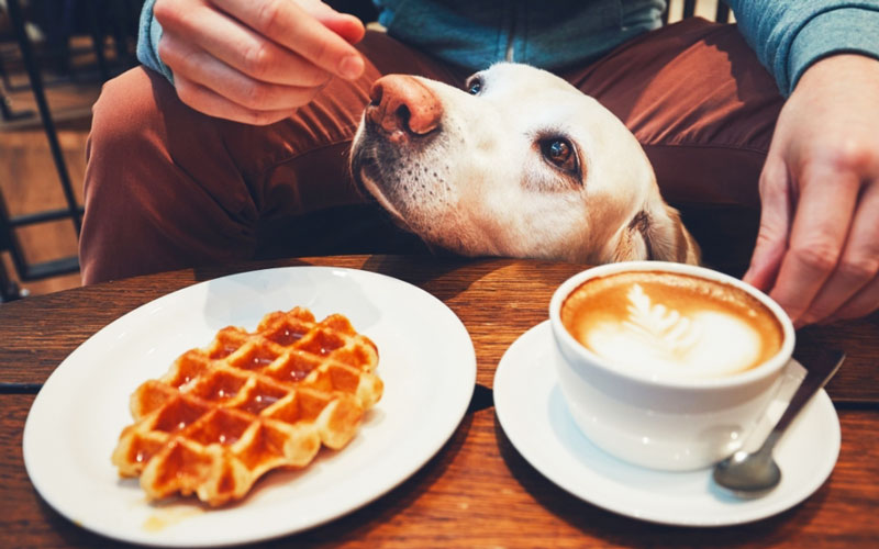 Российским кафе и отелям помогут стать более дружелюбными к собакам