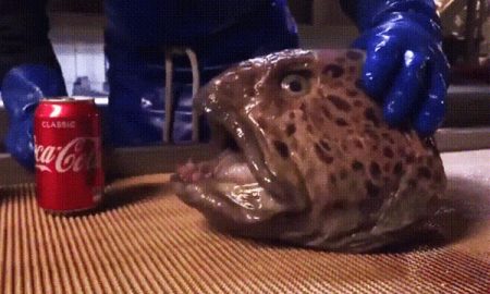 Отрубленная голова рыбы сохранила рефлекс кусания. Видео